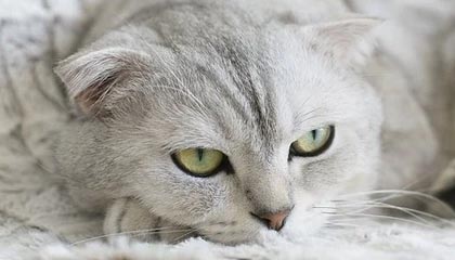 乐清2026年最新杭州高端商务伴游招聘网渠道分享(最方便真实的乐清茉莉伴游伴游天下全国联盟方法)