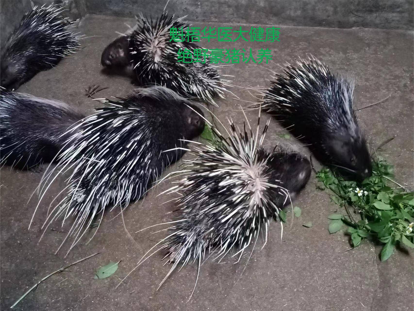 最新豪猪回收商家方法分析(最方便真实的乐清豪猪卖去什么地方方法)